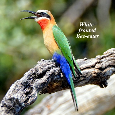 White-fronted Bee-eater